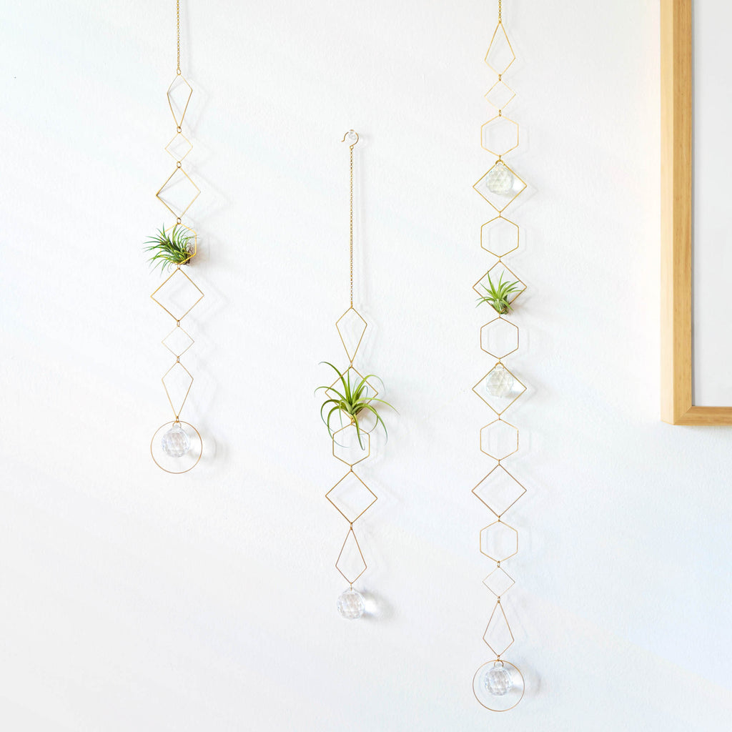 Air Plants for the Win