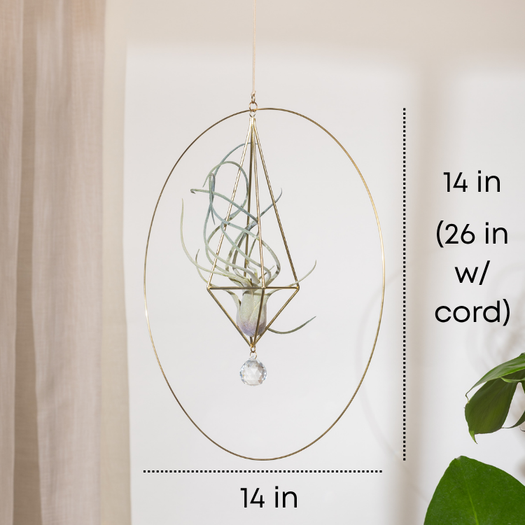 "Bijoux de Maison" Circular Octoplant Hanger Air Plant Holder