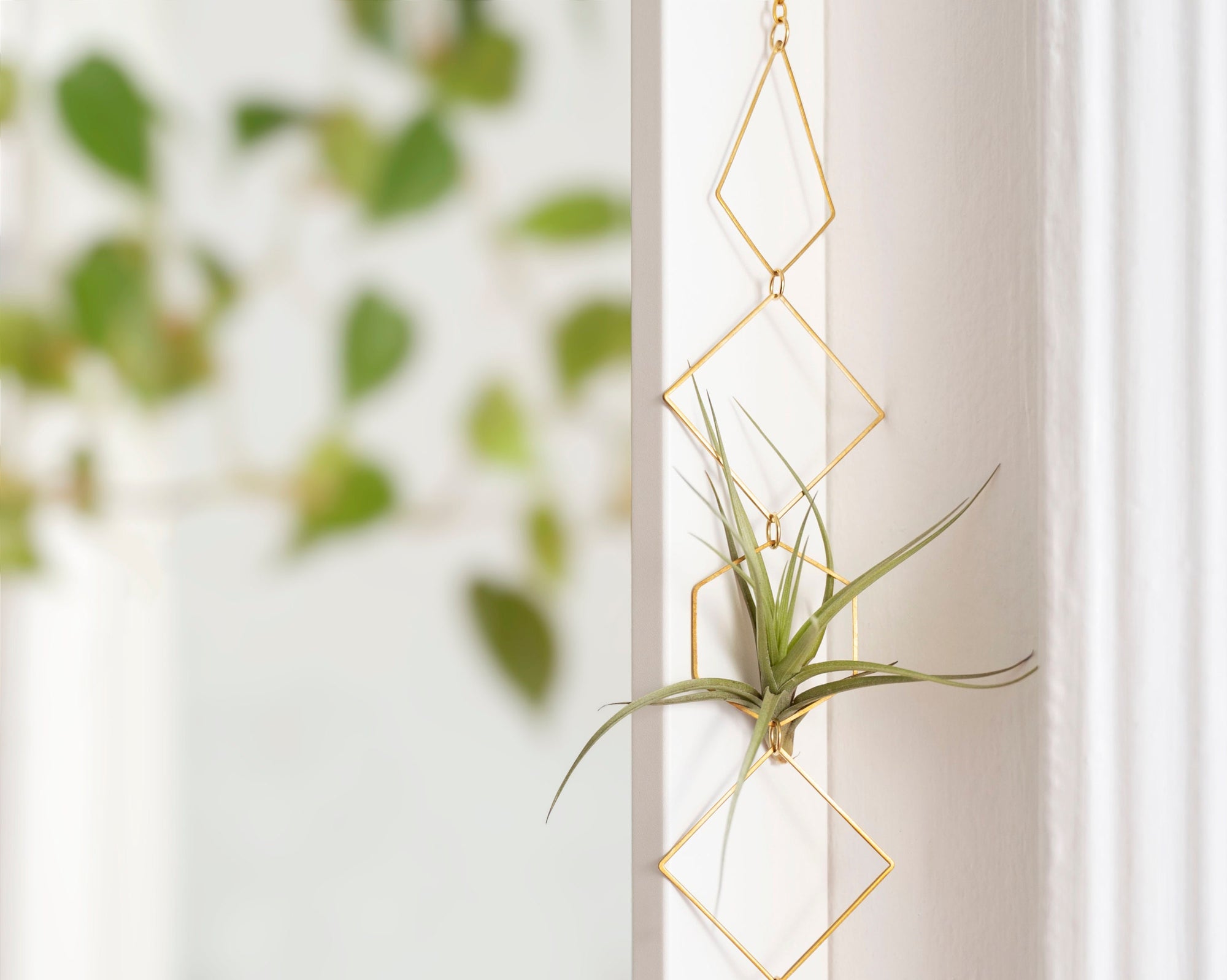 air plant hanging display Bijoux de Maison" Vert Air Plant Display - I